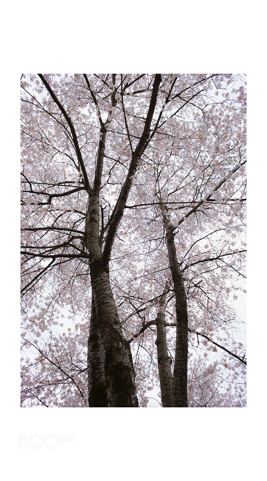 Fujifilm X-E3 sample photo. Sakura · 桜 photography