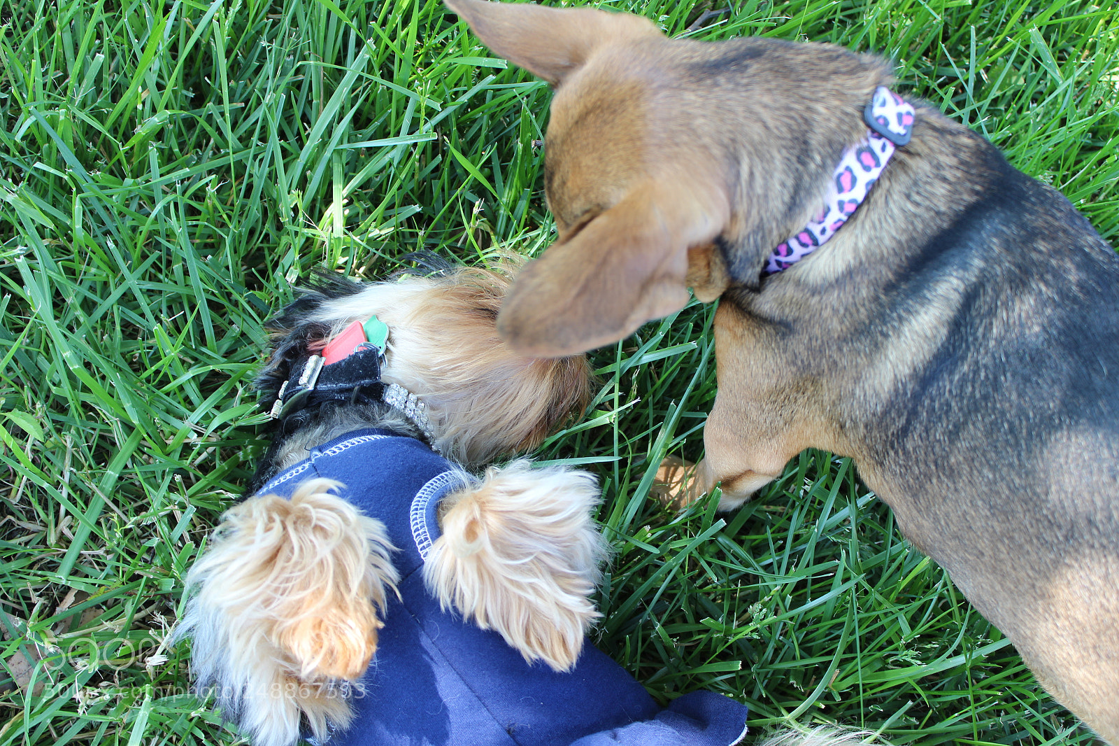Canon EOS 600D (Rebel EOS T3i / EOS Kiss X5) sample photo. Kissing pups photography