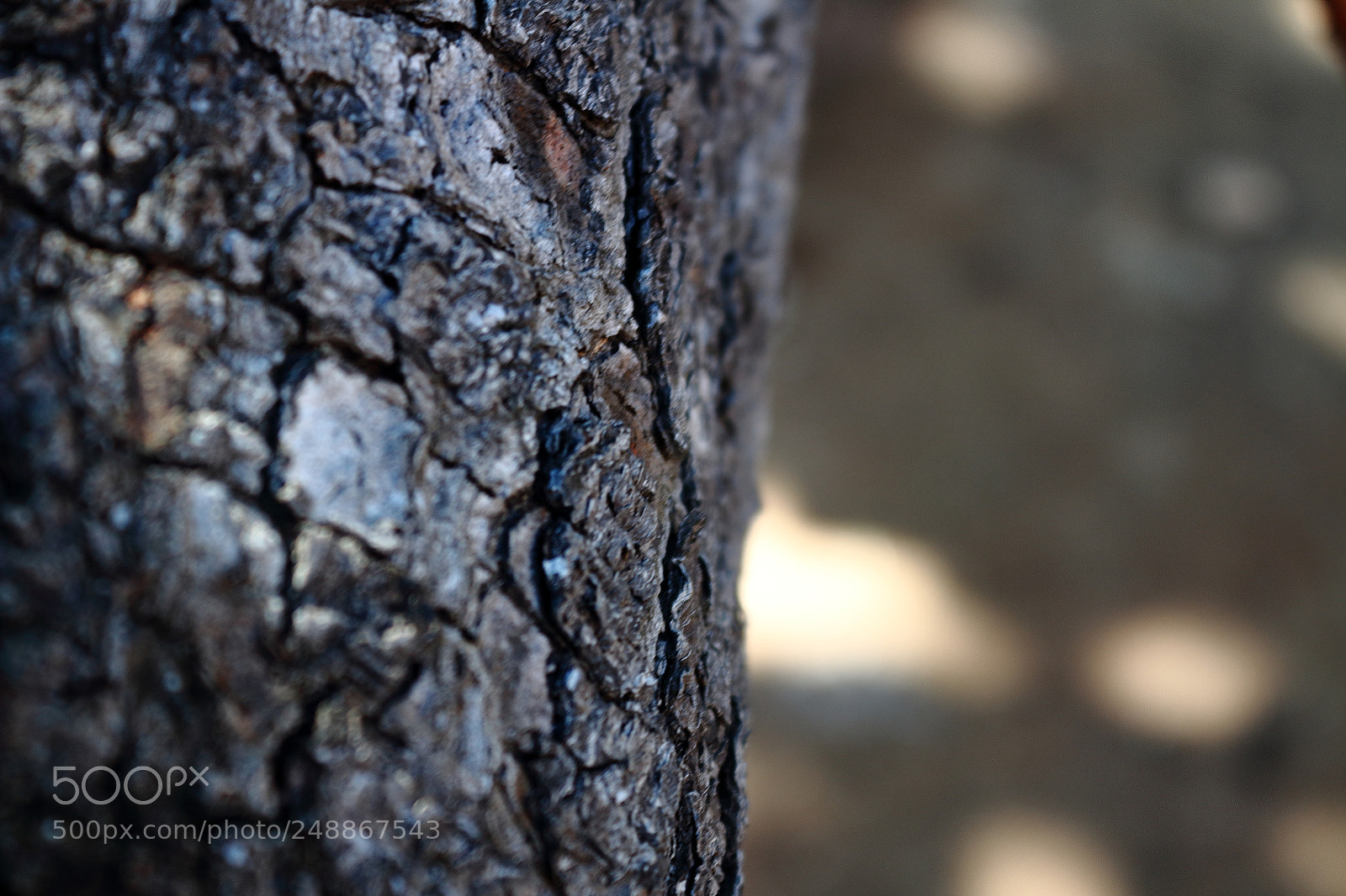 Canon EOS 1300D (EOS Rebel T6 / EOS Kiss X80) sample photo. Cashew tree trunk photography