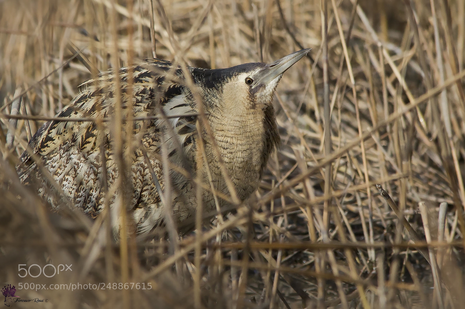 Canon EOS 7D sample photo. Eurasian bittern, tarabuso photography