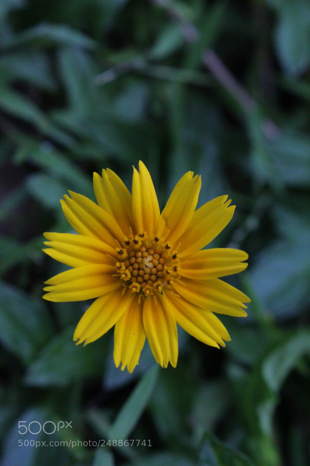 Canon EOS 700D (EOS Rebel T5i / EOS Kiss X7i) sample photo. Macro shot of daisy photography