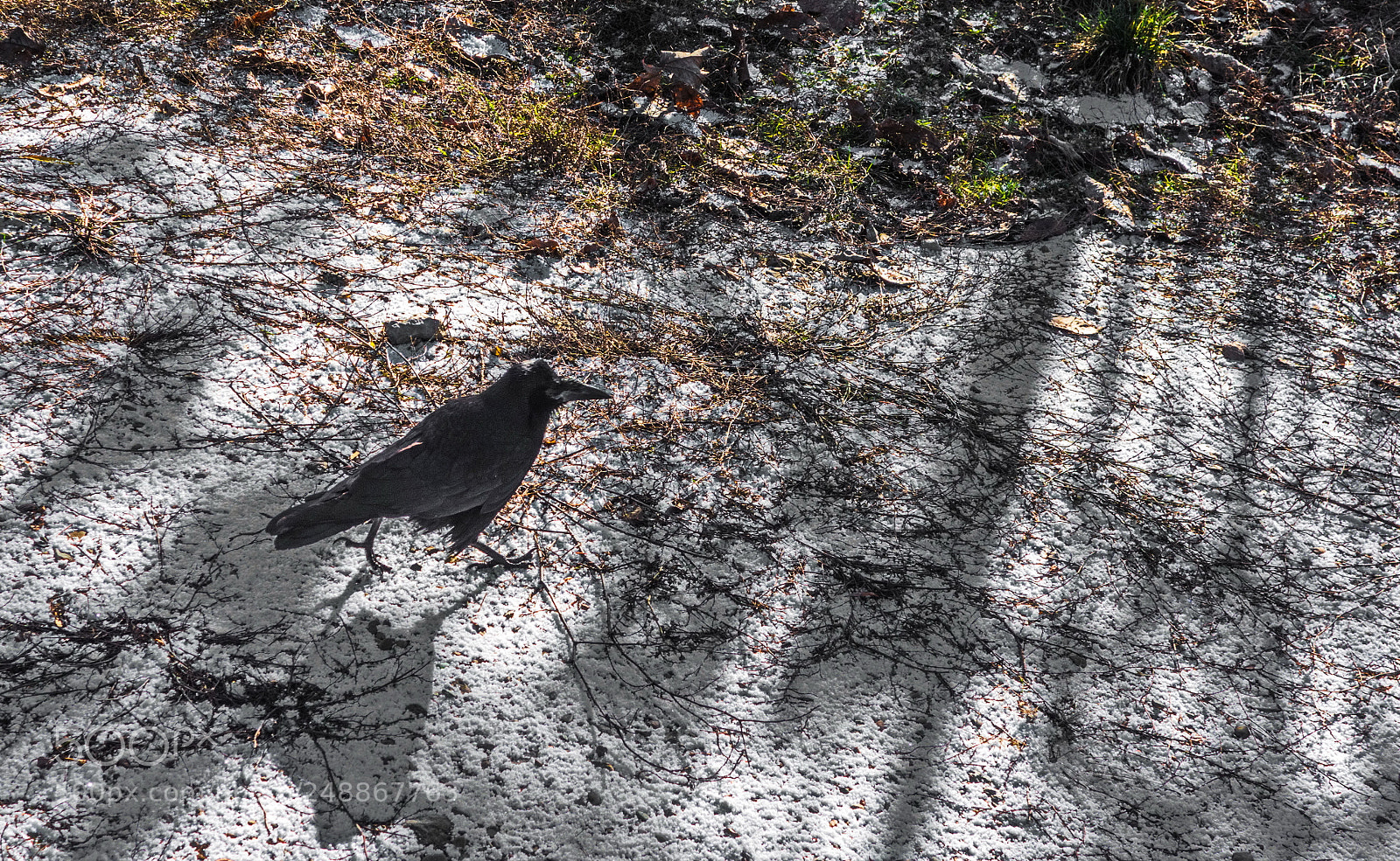 Sony Cyber-shot DSC-RX100 sample photo. November crow photography