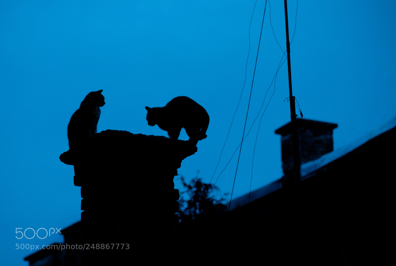 Nikon D90 sample photo. Alley cats high photography