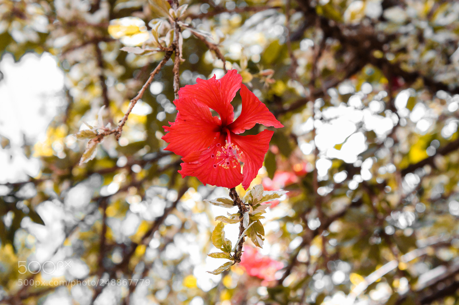 Canon EOS 700D (EOS Rebel T5i / EOS Kiss X7i) sample photo. Untitled photography