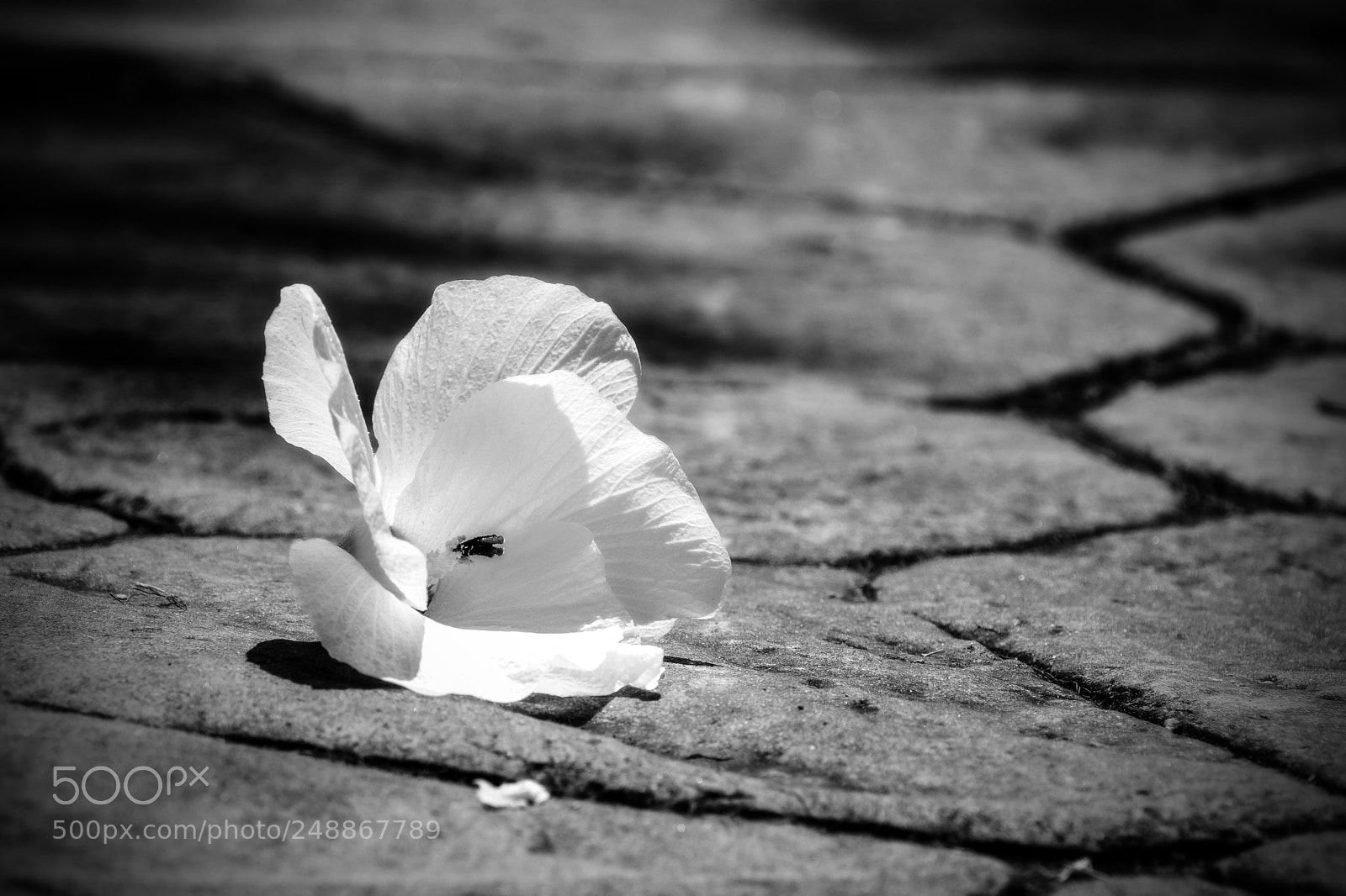 Fujifilm X-T2 sample photo. Hibiscus to the wind photography