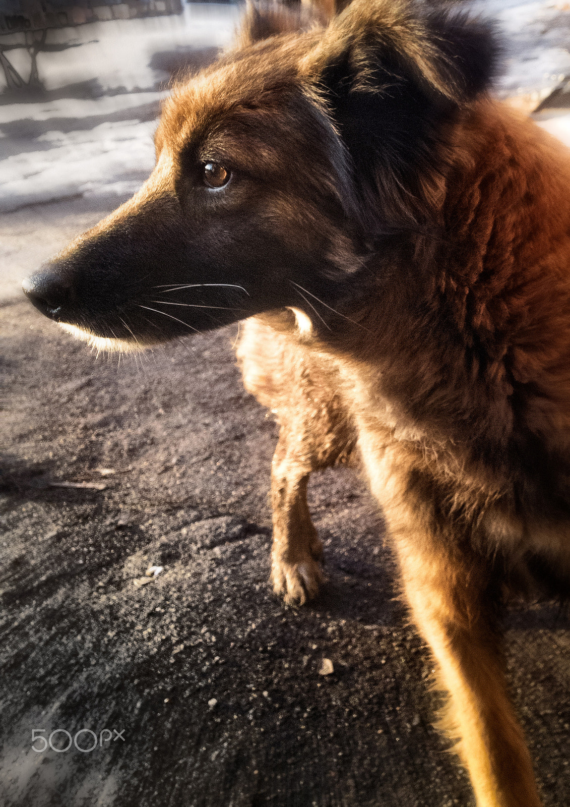 Nokia Lumia 1520 sample photo. Mongrel photography