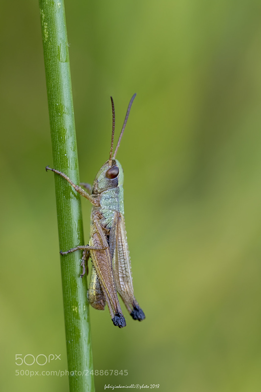 Canon EOS 7D Mark II sample photo. Grasshopper photography