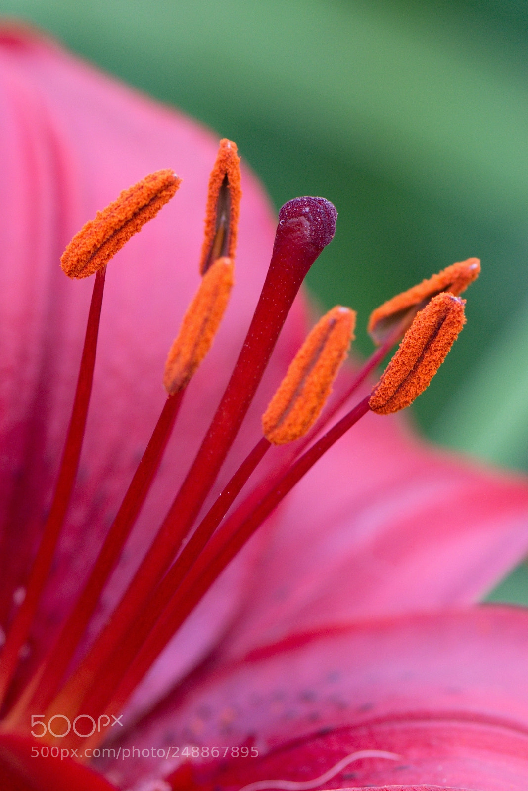 Nikon D7100 sample photo. Lily photography