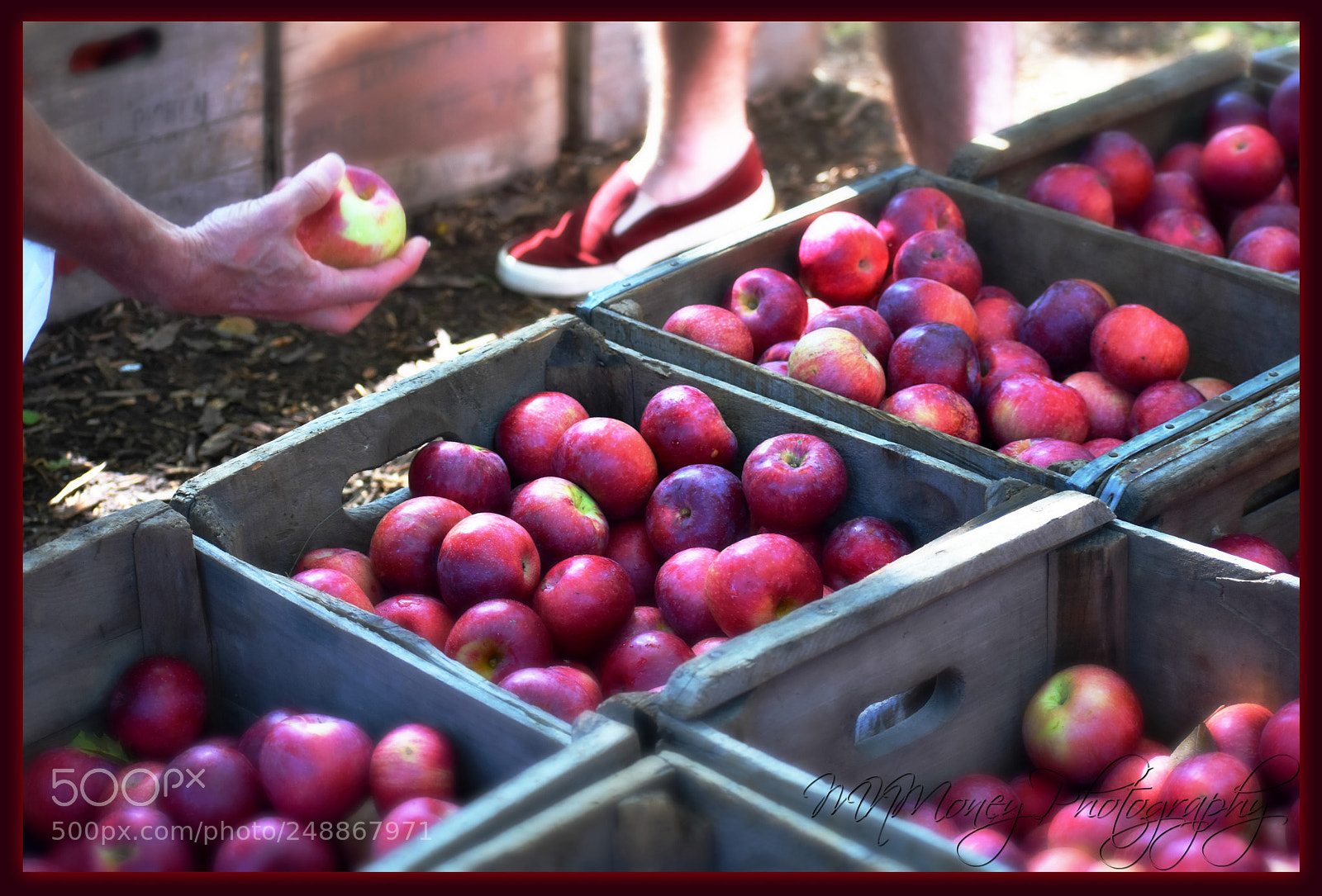 Nikon D3400 sample photo. Applefest photography