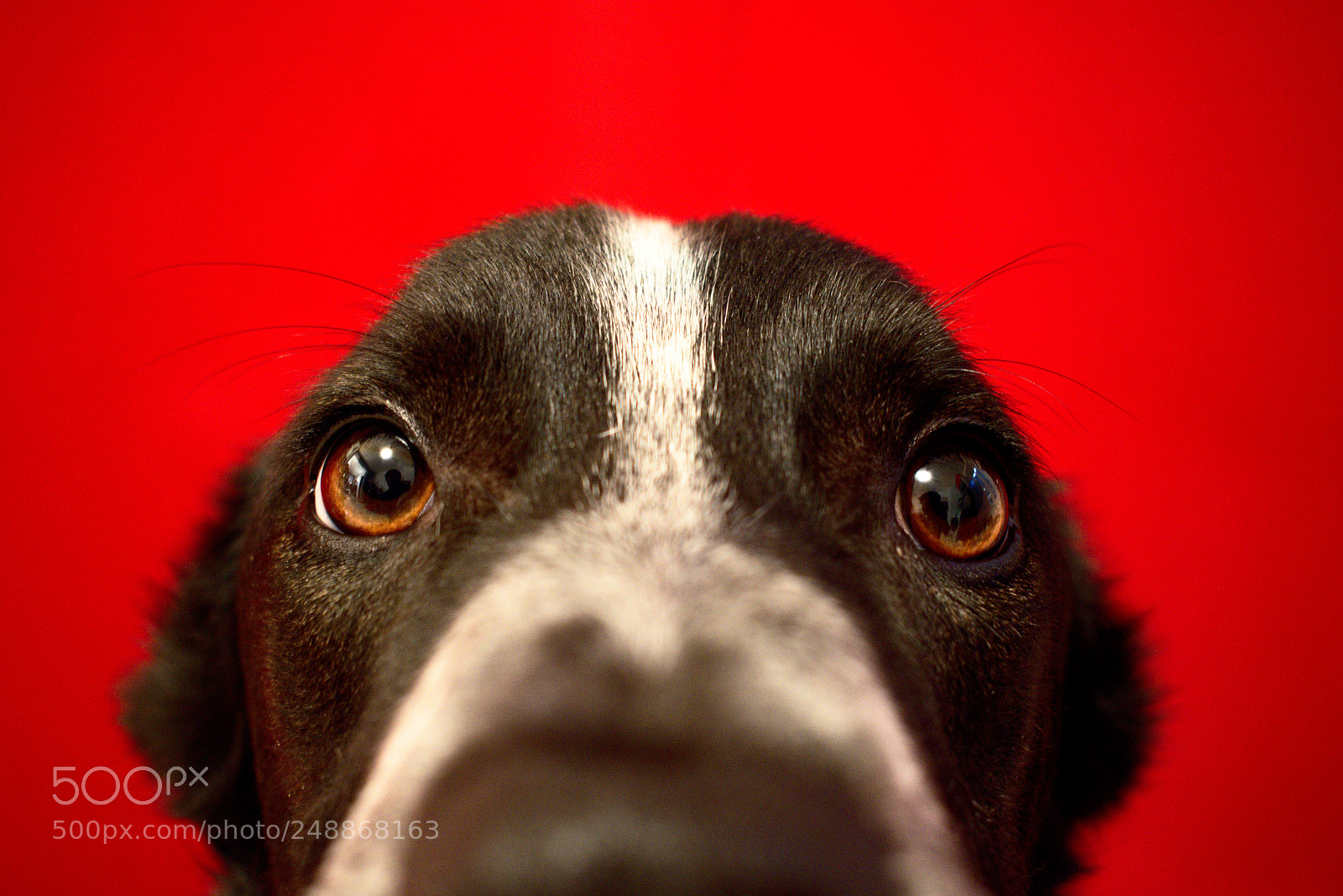 Nikon D5600 sample photo. Eye for eye photography