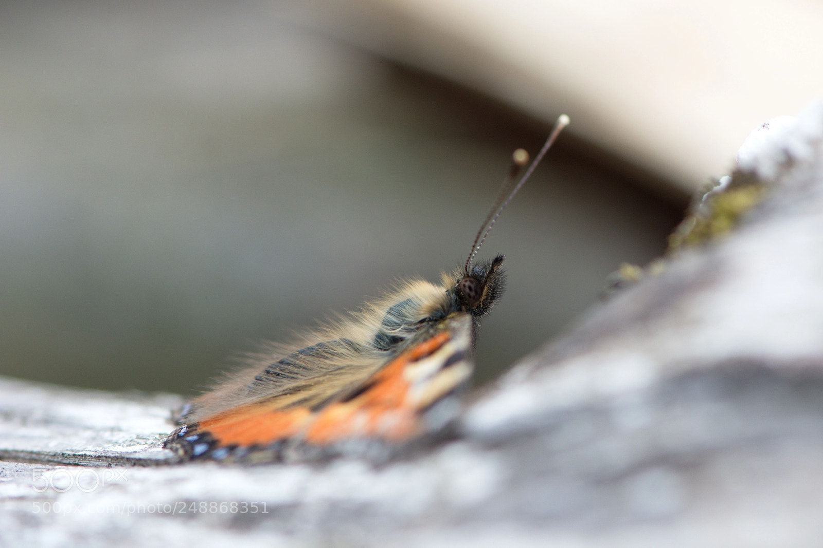 Nikon D7100 sample photo. Butterfly photography