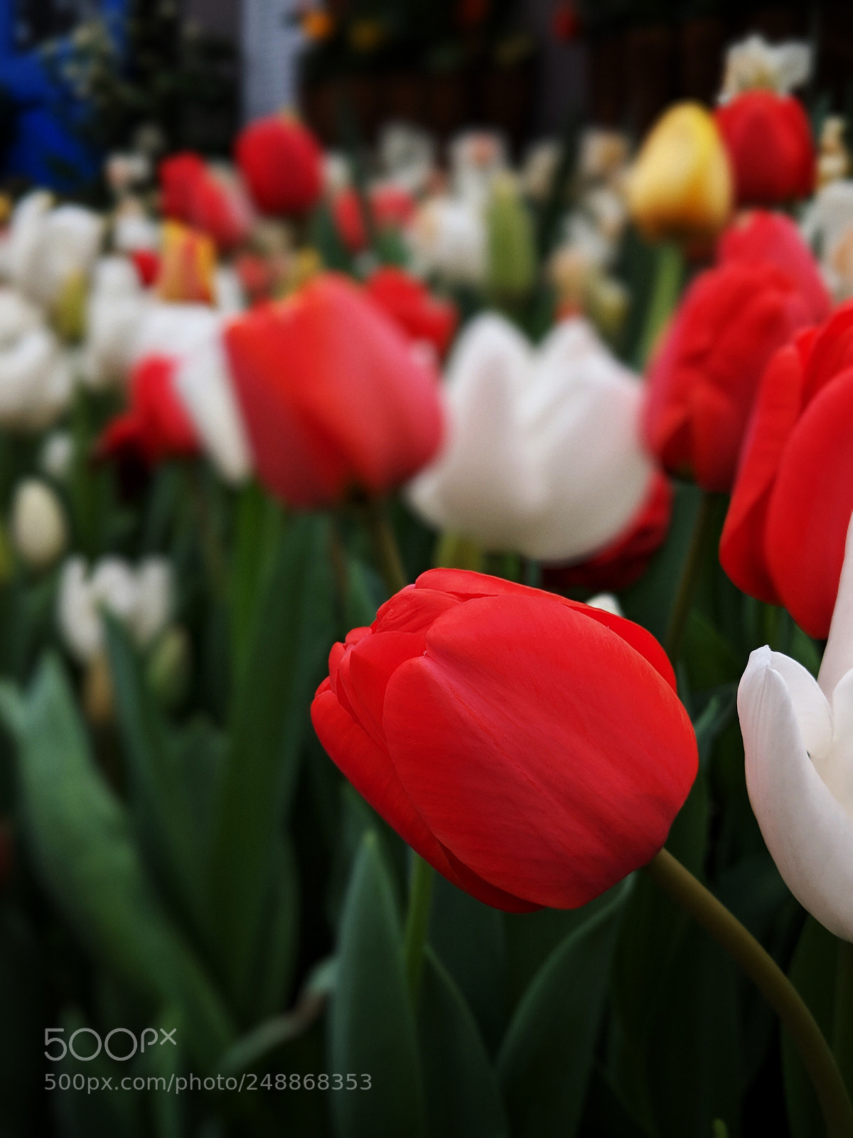 Google Pixel 2 sample photo. Spring is here photography