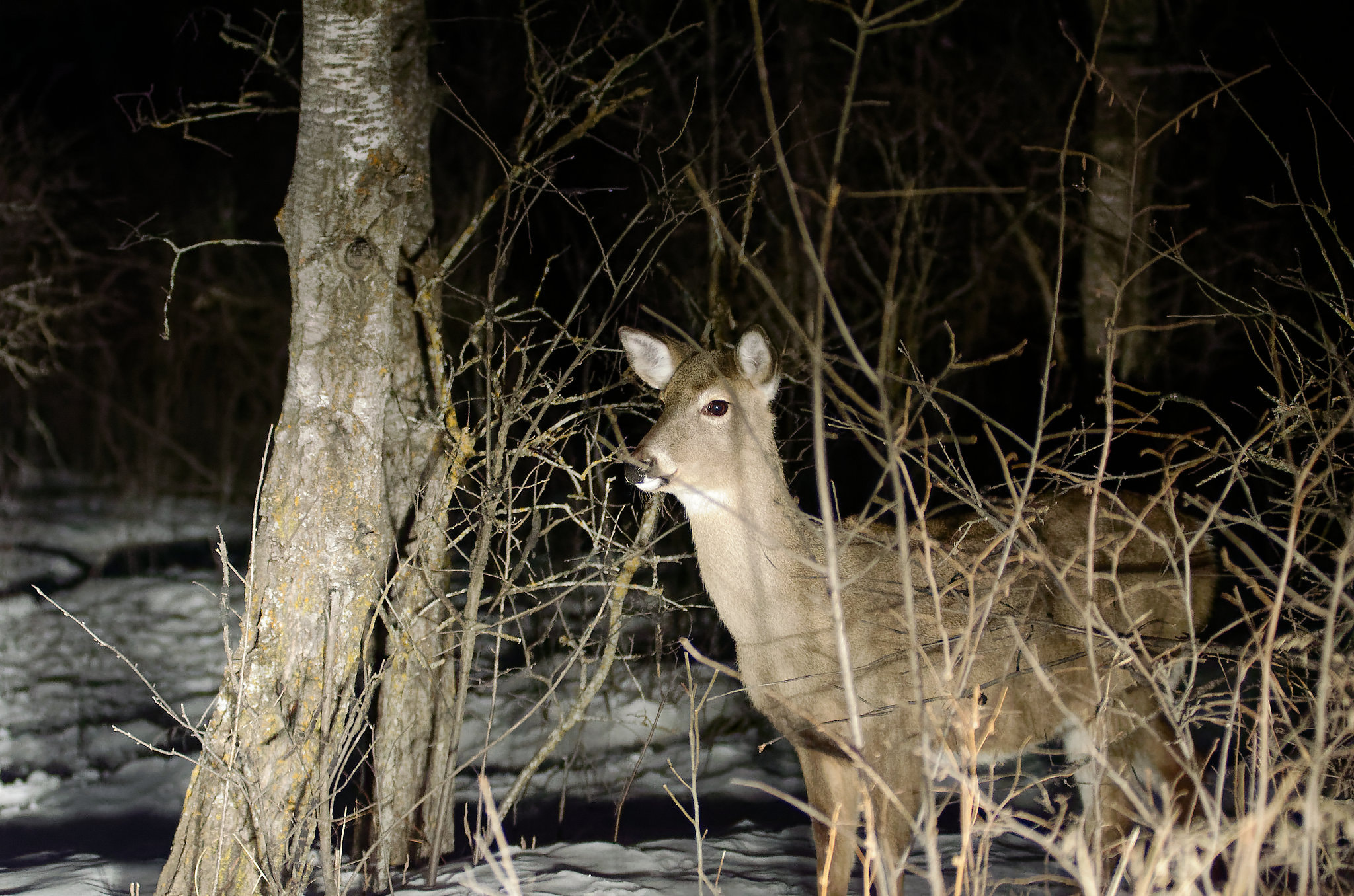 Nikon AF-Nikkor 80-200mm F2.8D ED sample photo. Deer photography