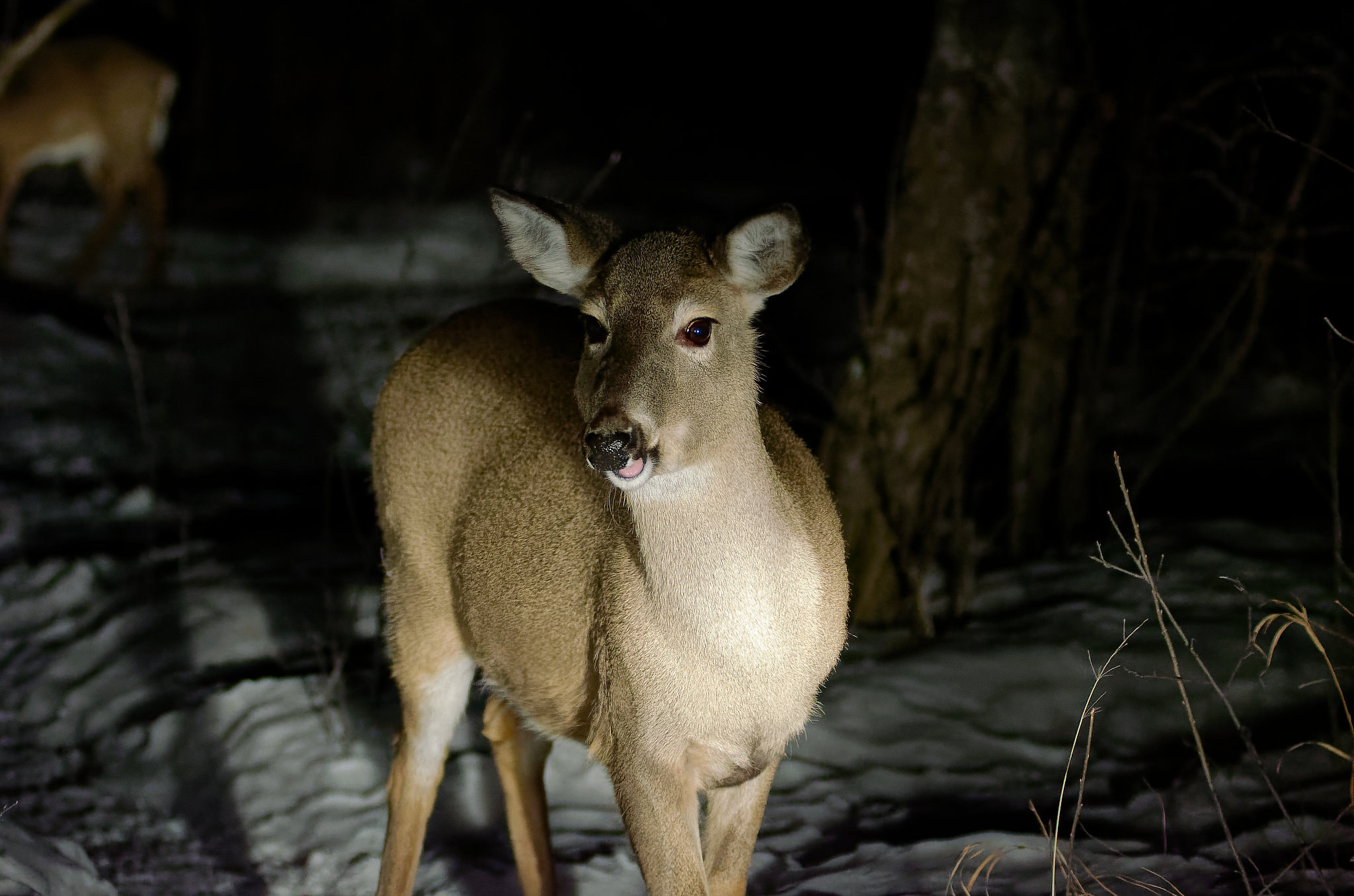 Nikon AF-Nikkor 80-200mm F2.8D ED sample photo. Deer photography