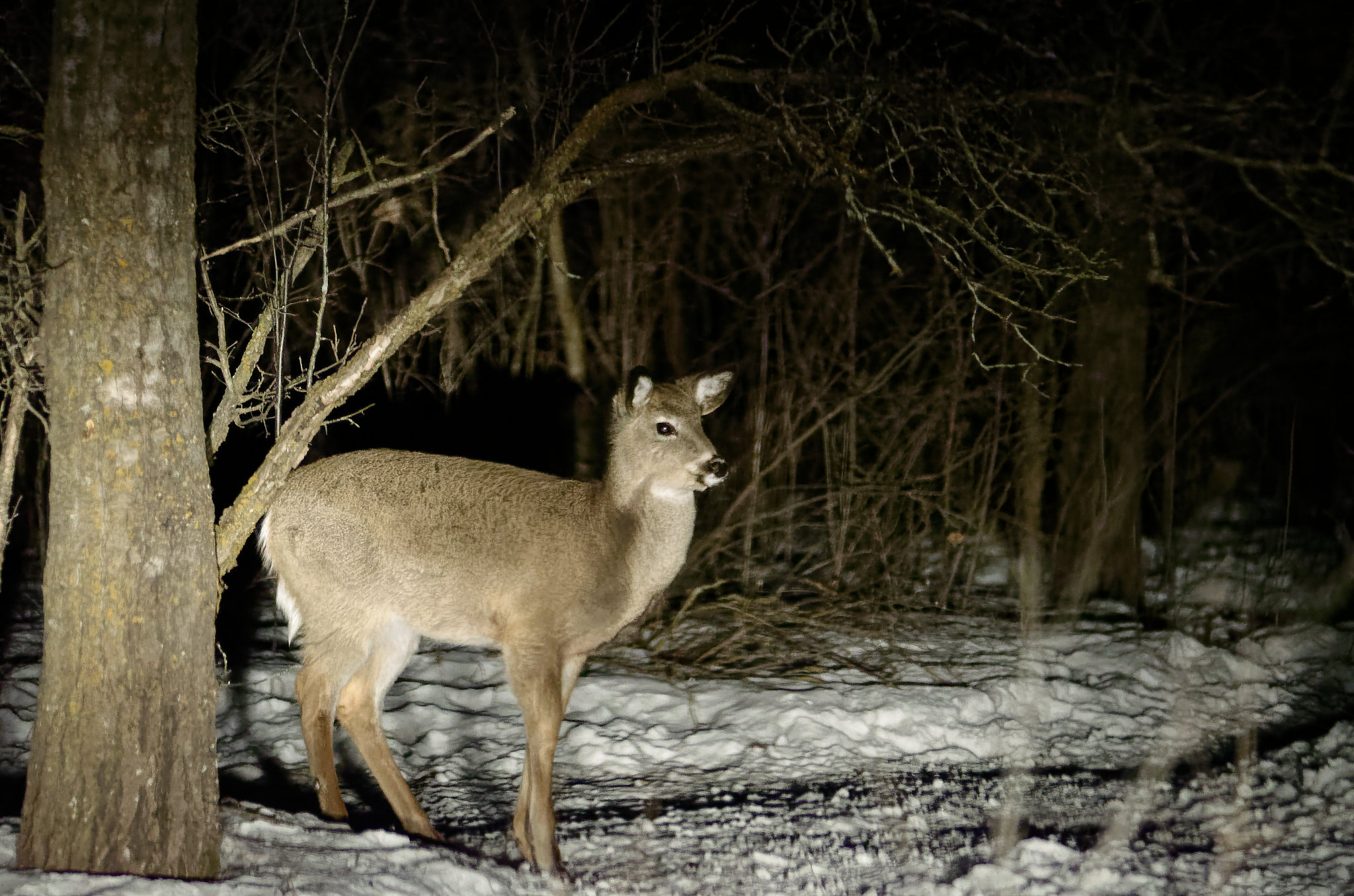 Nikon AF-Nikkor 80-200mm F2.8D ED sample photo. Deer photography