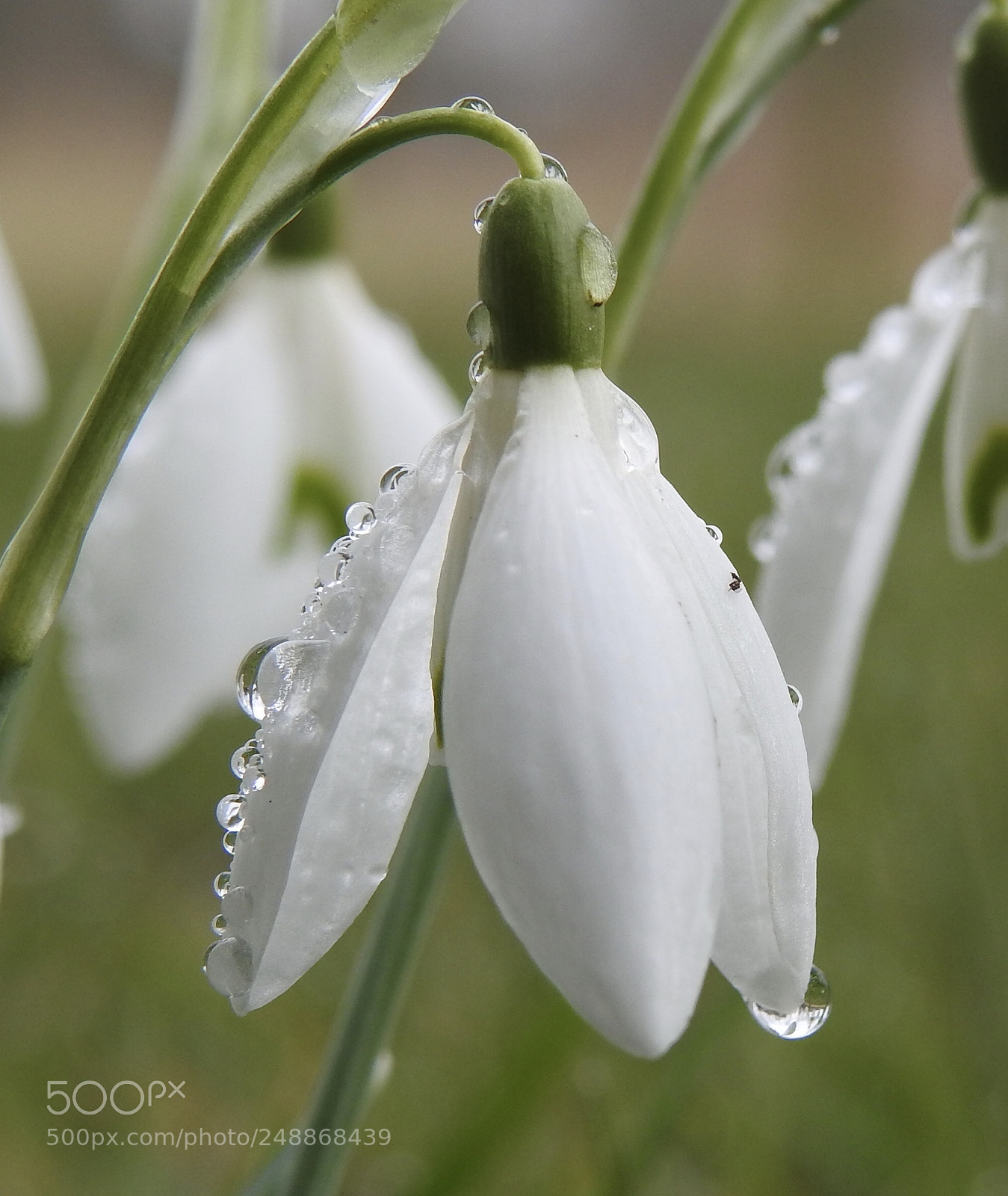 Nikon Coolpix P900 sample photo. Snowdrops with a lot photography