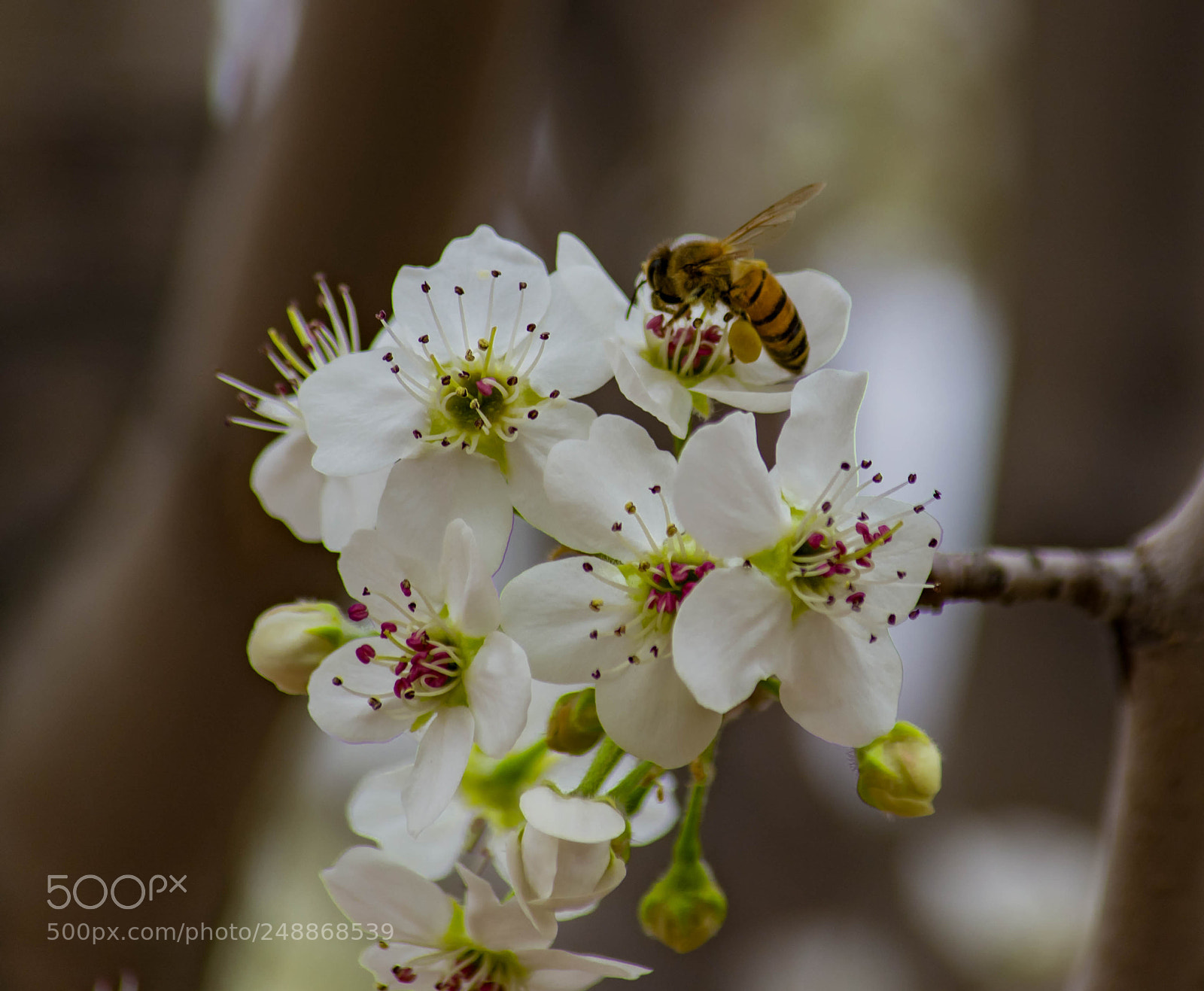 Nikon D7100 sample photo. Pollination photography