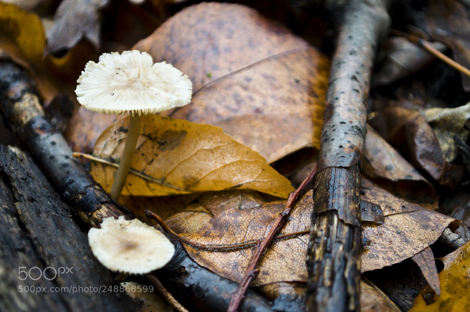 Nikon D3200 sample photo. Little fungi on the photography