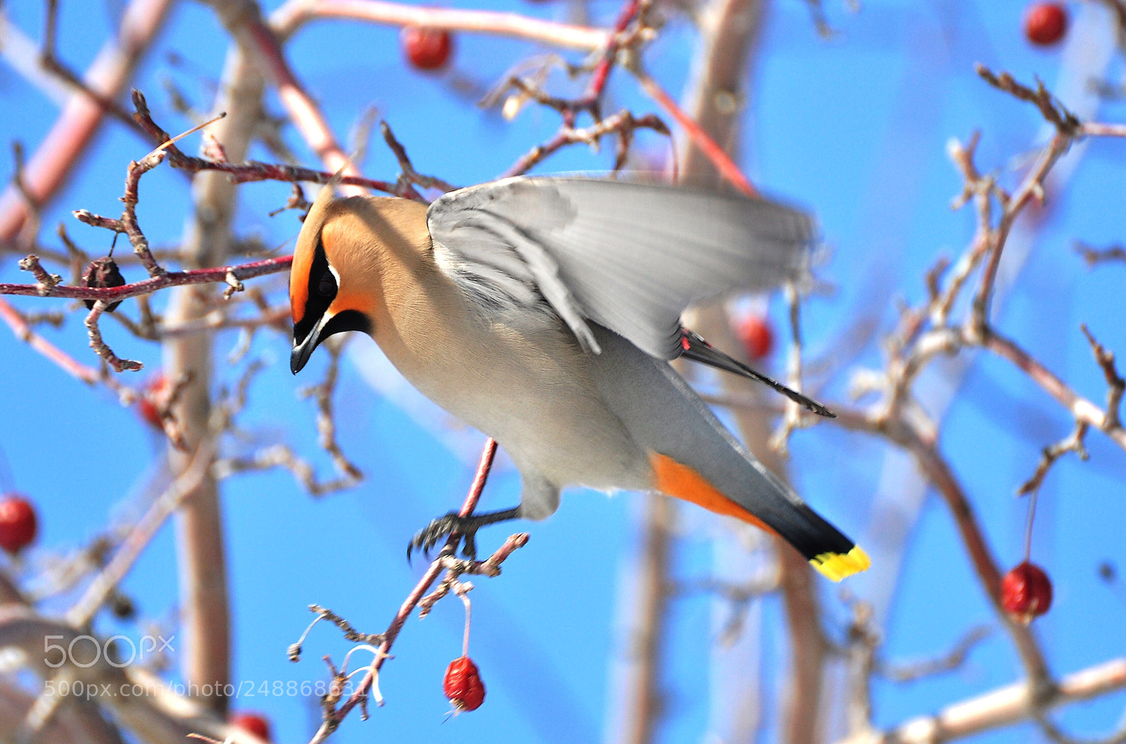 Nikon D90 sample photo. Waxwing photography