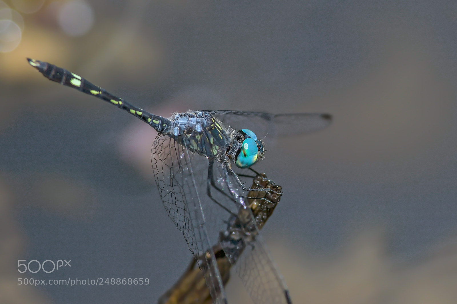 Nikon D500 sample photo. Dragonfly in river photography