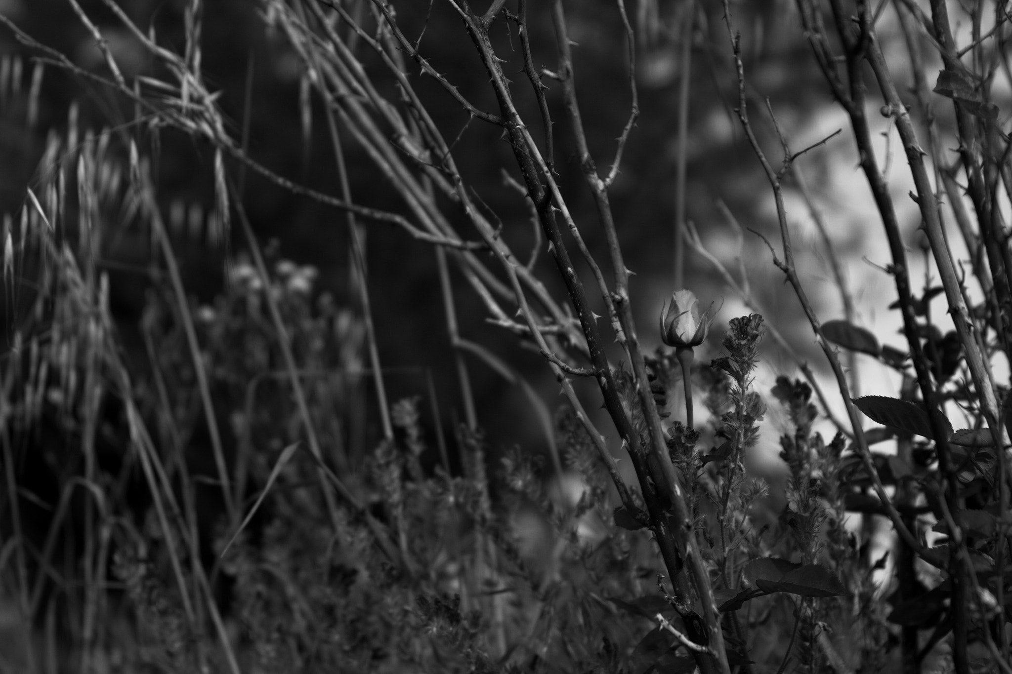 Canon EF 24-70mm F2.8L II USM sample photo. White point. photography