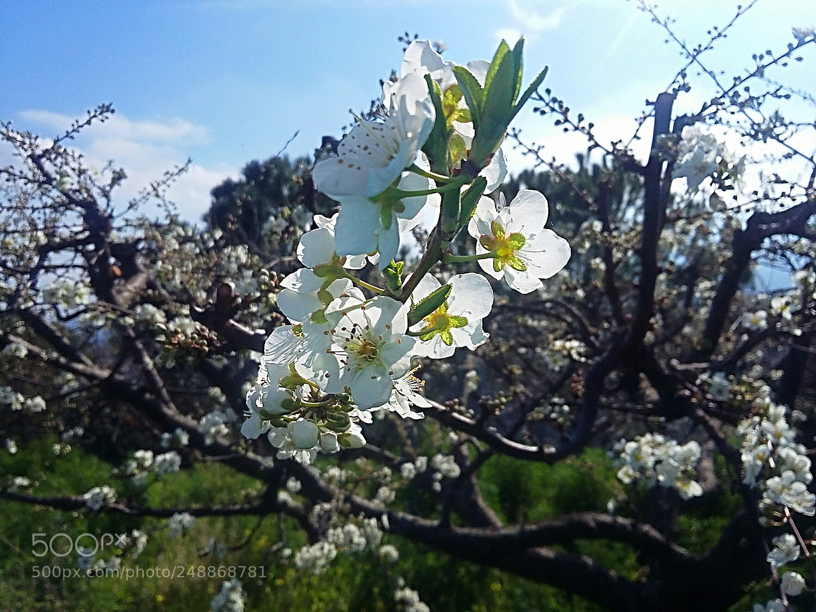 Samsung Galaxy Grand Prime sample photo. Plum tree in bloom photography
