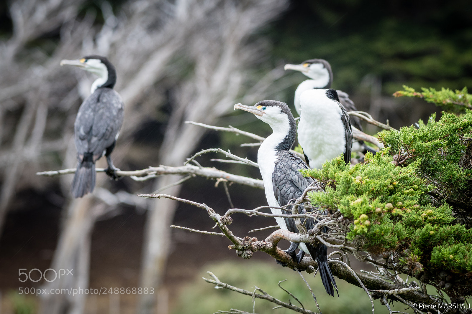 Nikon D500 sample photo. Shags on a macrocarpa photography