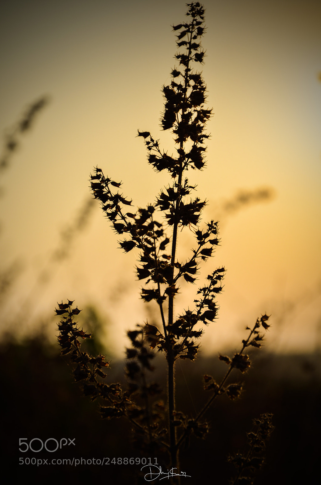 Nikon D7000 sample photo. Golden hour photography