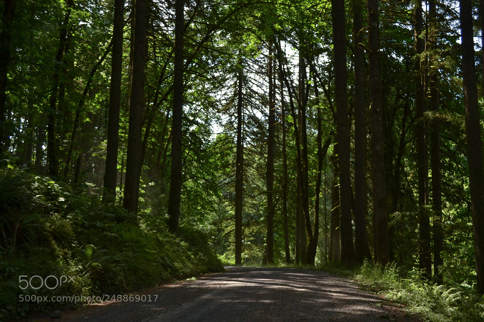 Nikon D3100 sample photo. Oregon trees photography
