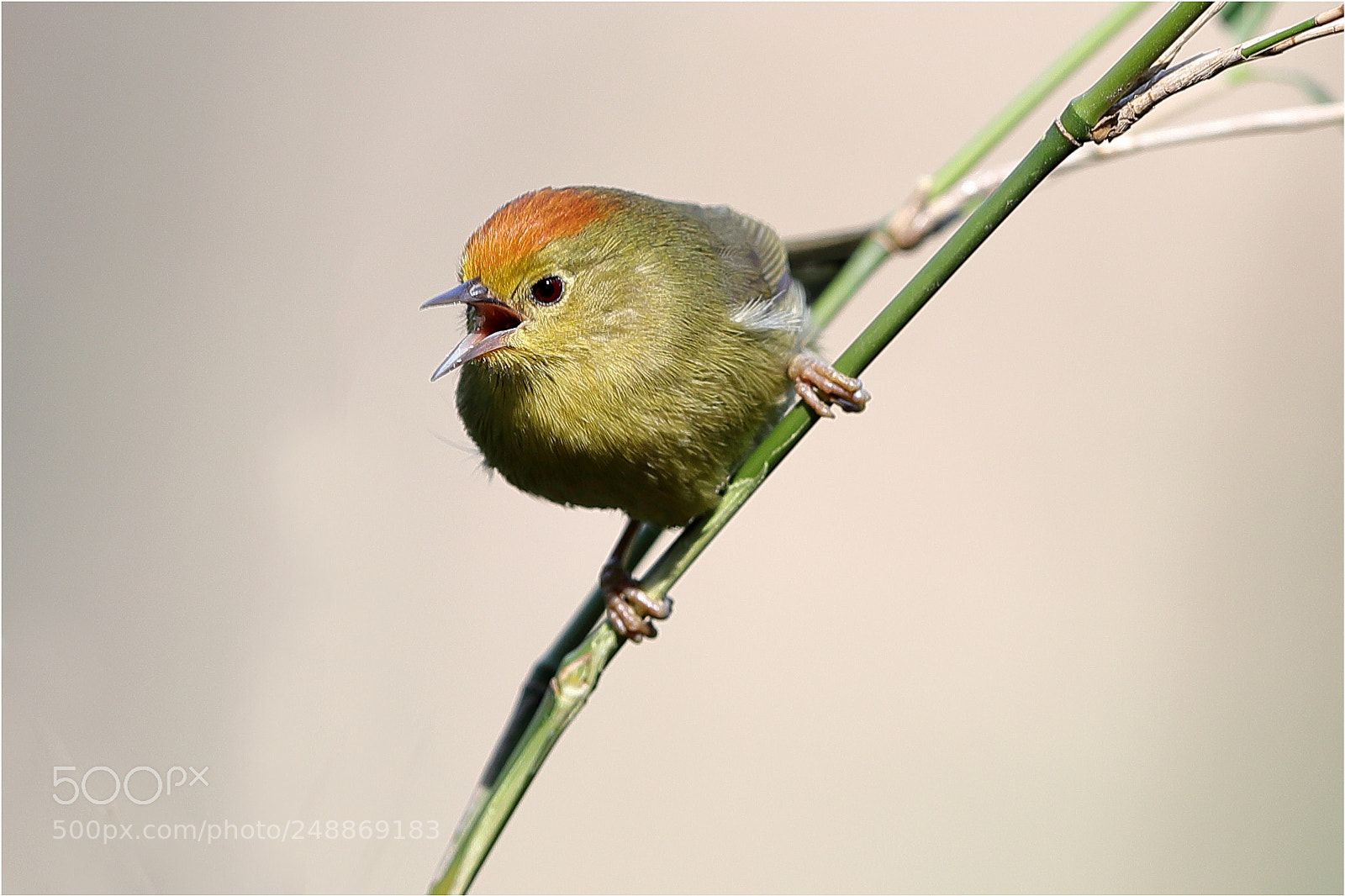 Canon EOS-1D X Mark II sample photo. Singing for spring photography