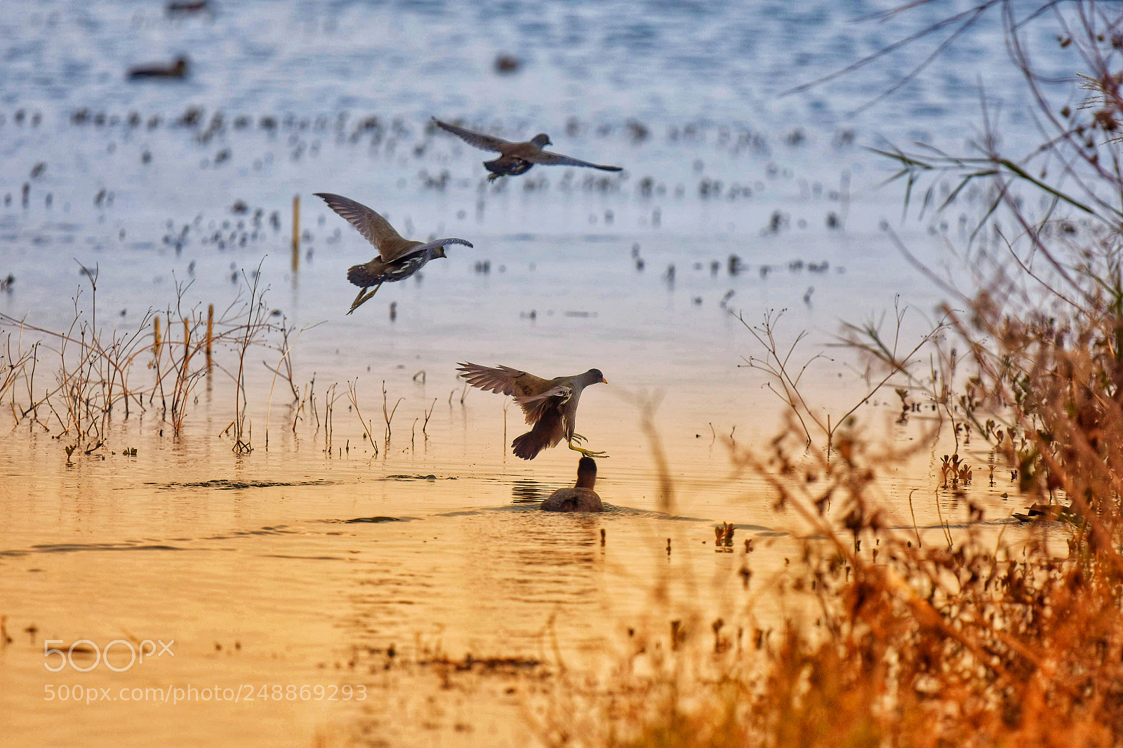 Nikon D7200 sample photo. Fly photography