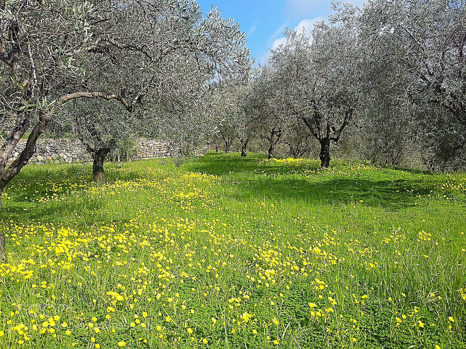 Samsung Galaxy Grand Prime sample photo. Spring is coming in photography