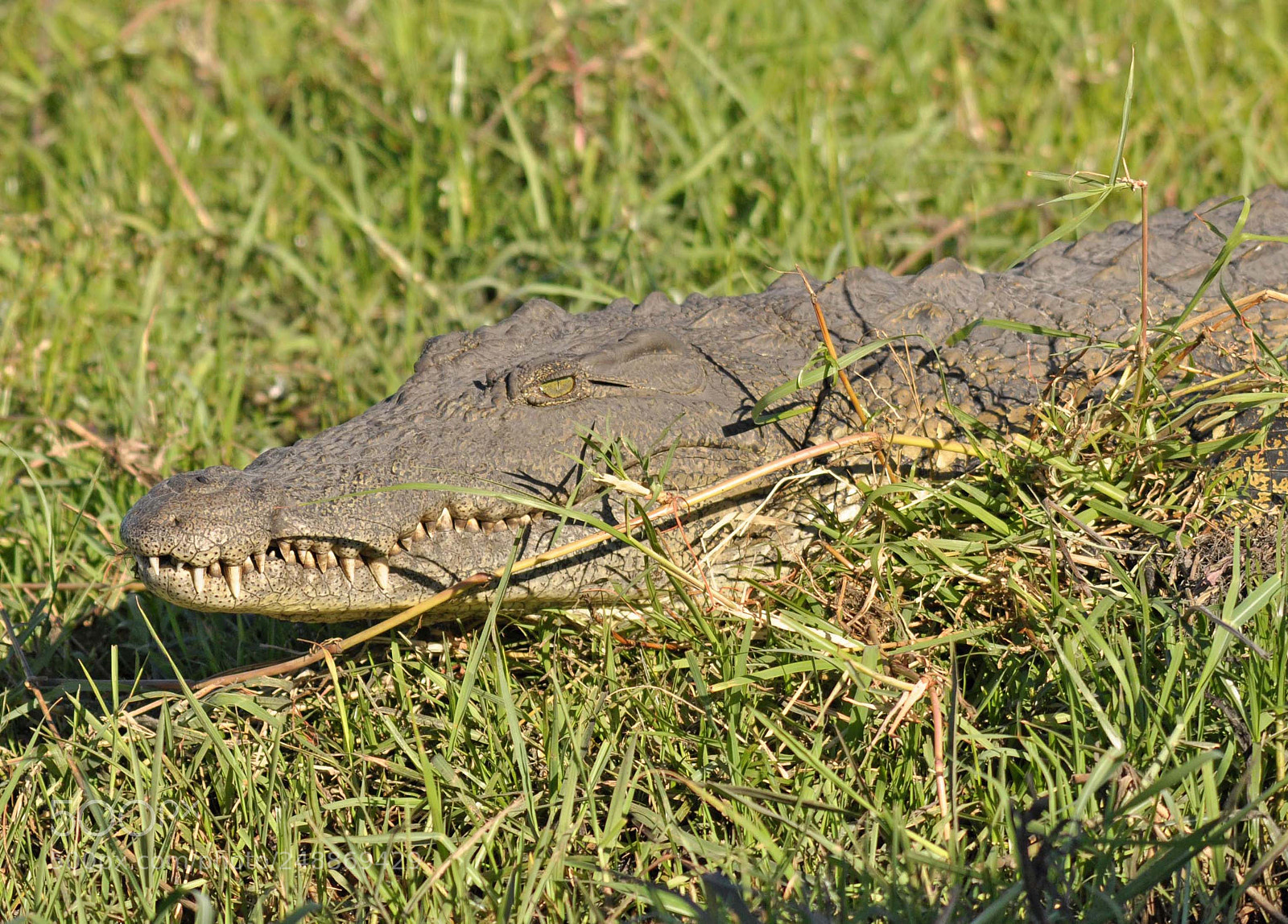 Nikon D90 sample photo. Crocodile photography