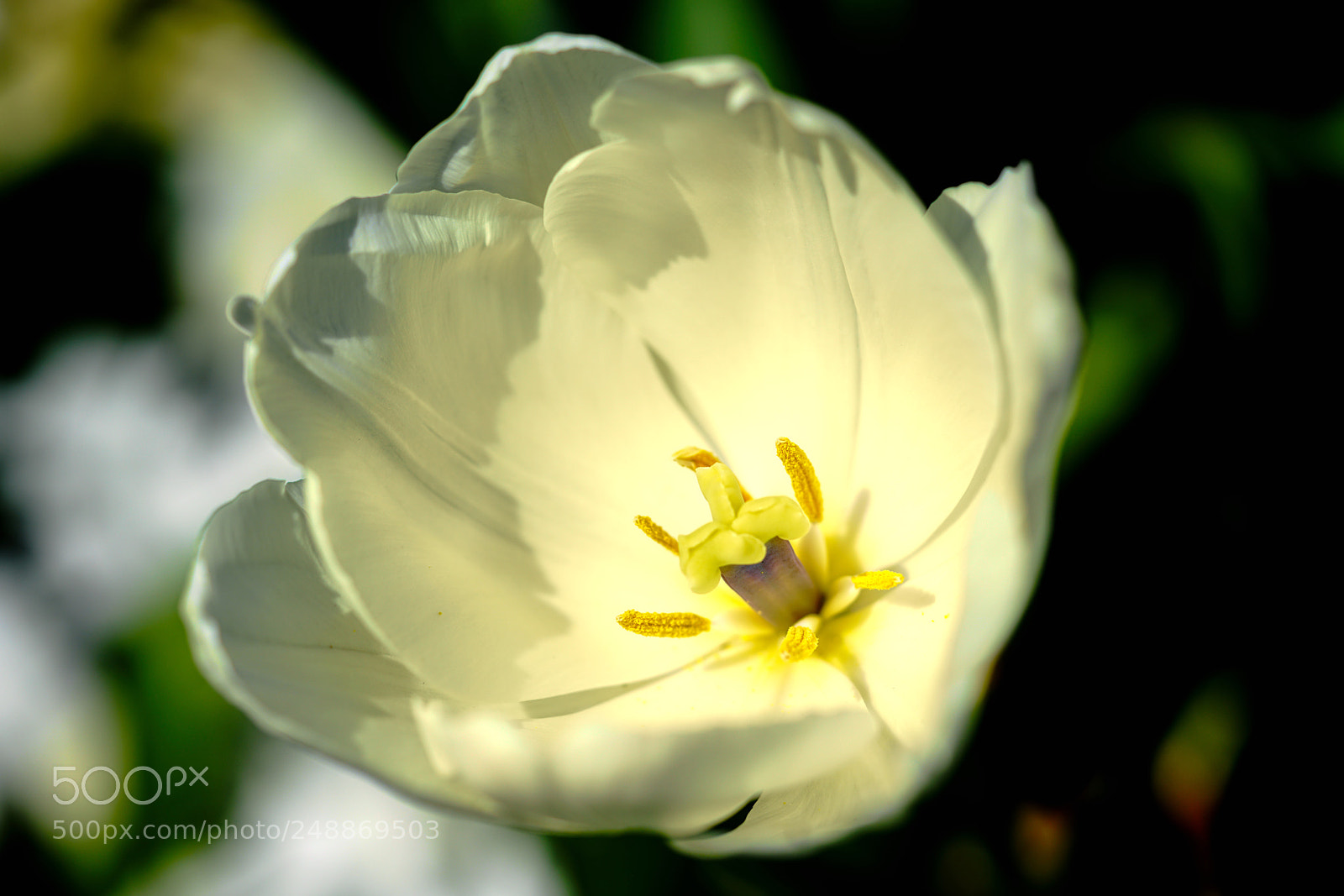 Sony a7R II sample photo. Spring photography