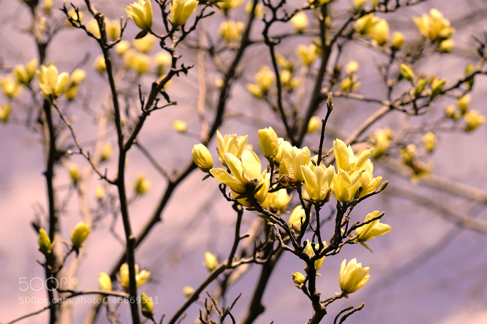 Sony a7R II sample photo. Spring photography