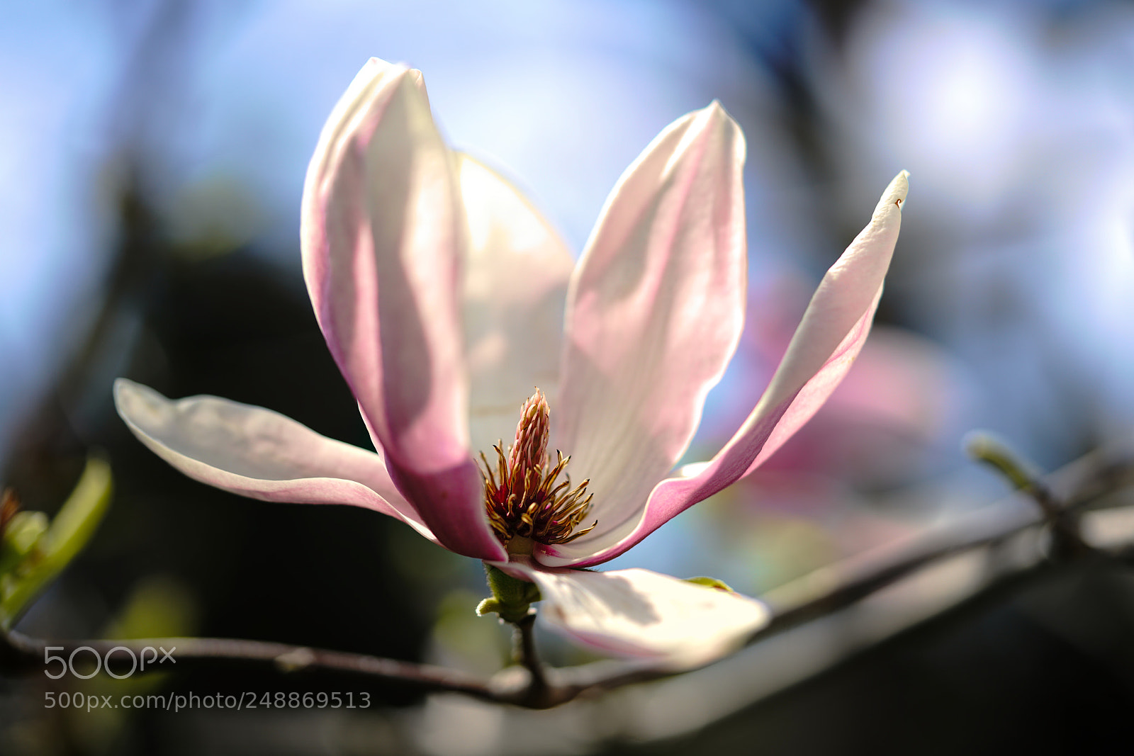Sony a7R II sample photo. Spring photography