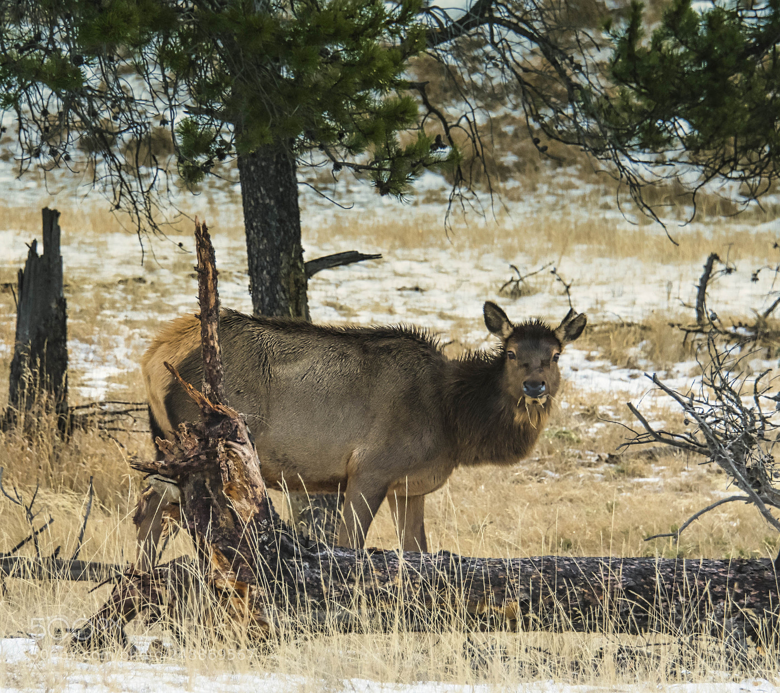 Nikon D3400 sample photo. Elk in jasper photography