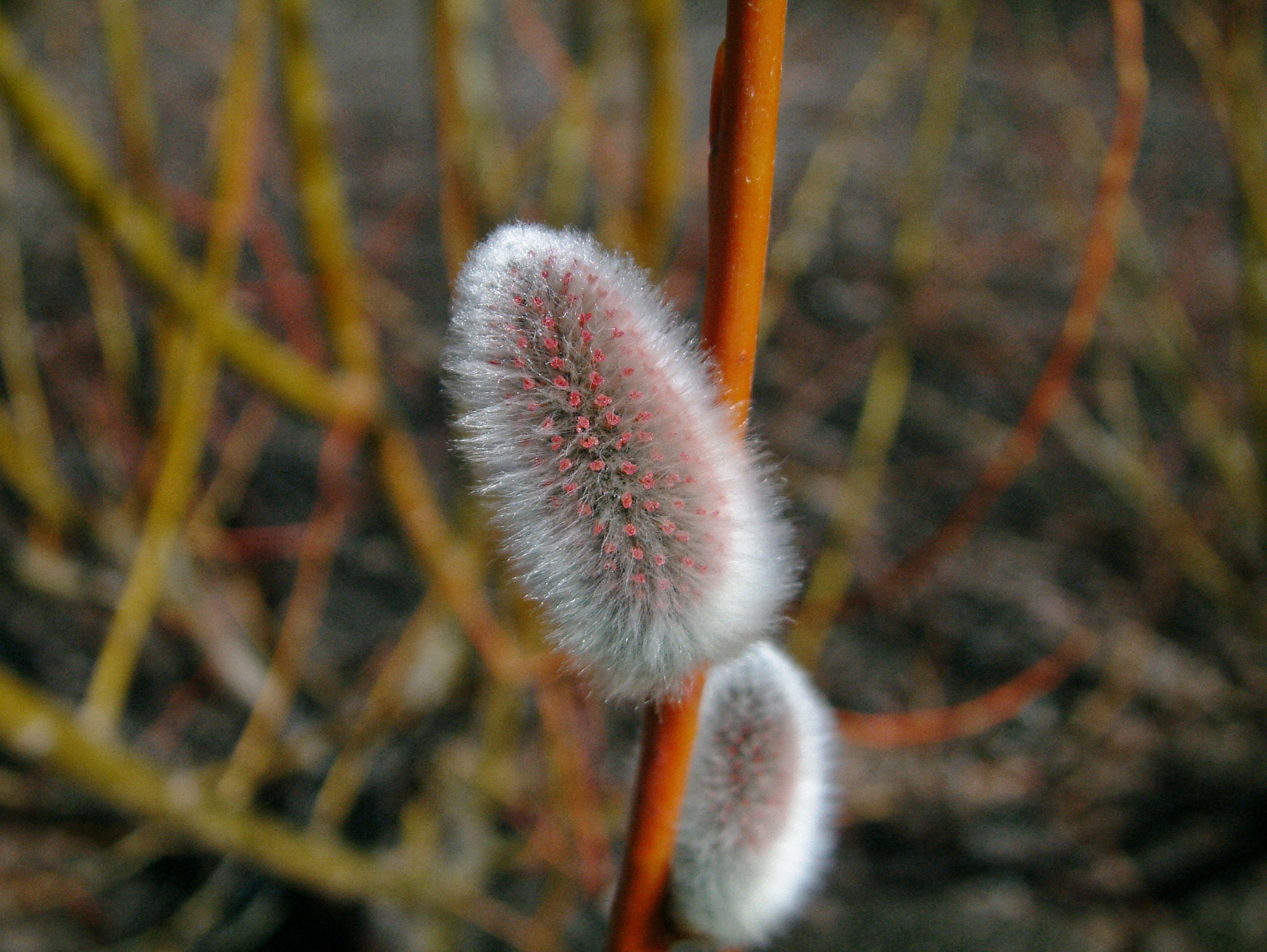 Fujifilm FinePix S602 ZOOM sample photo. Pussy willow photography