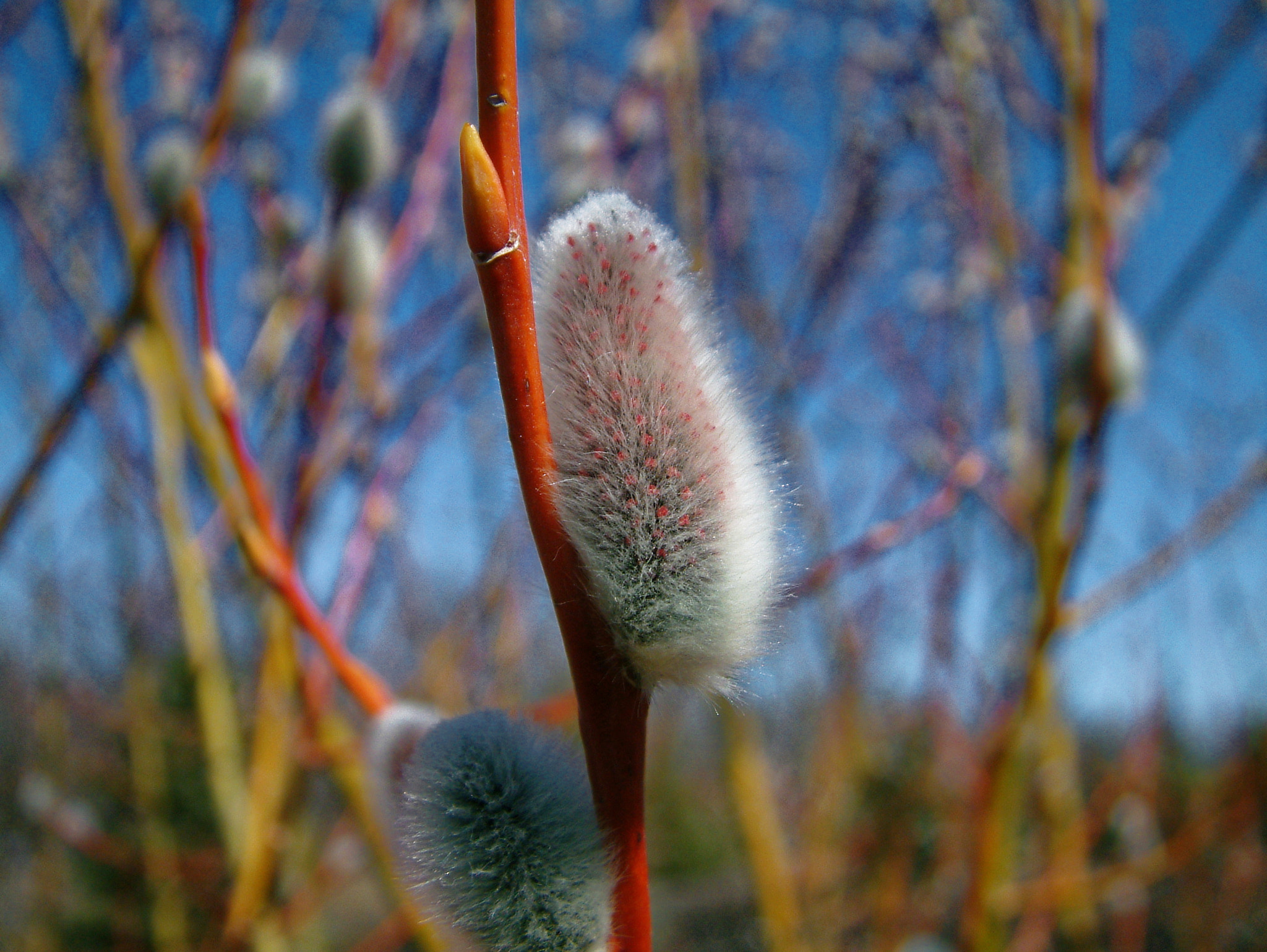 Fujifilm FinePix S602 ZOOM sample photo. Pussy willow photography