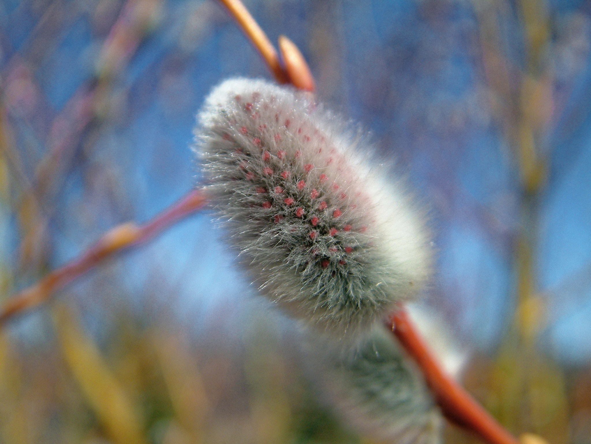 Fujifilm FinePix S602 ZOOM sample photo. Pussy willow photography