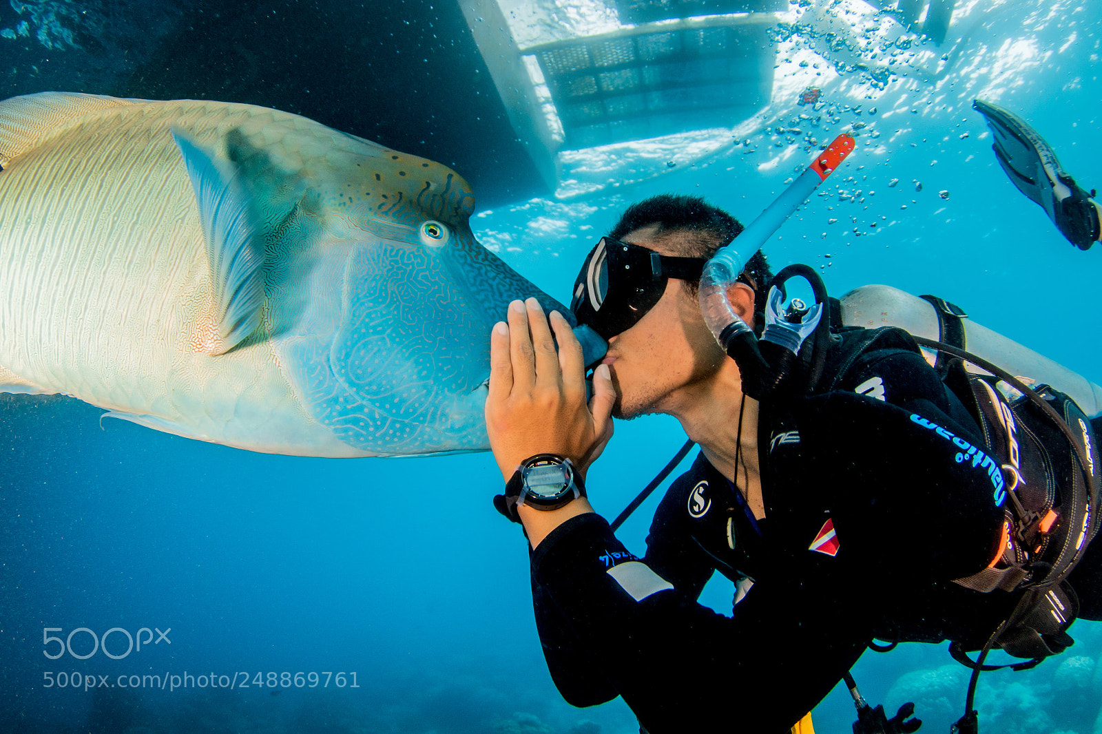 Canon EOS 7D Mark II sample photo. Humphead maori wrasse, great photography