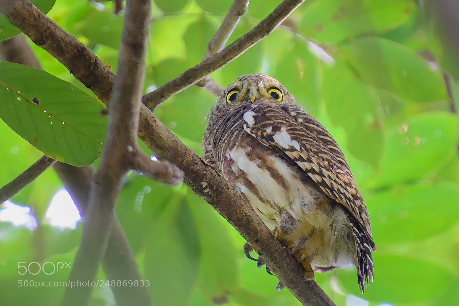 Nikon D7100 sample photo. Asian barred owlet photography