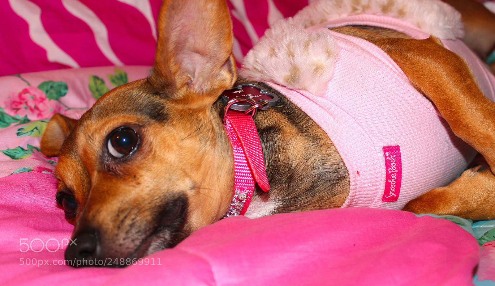 Canon EOS 600D (Rebel EOS T3i / EOS Kiss X5) sample photo. Pup pretty in pink photography