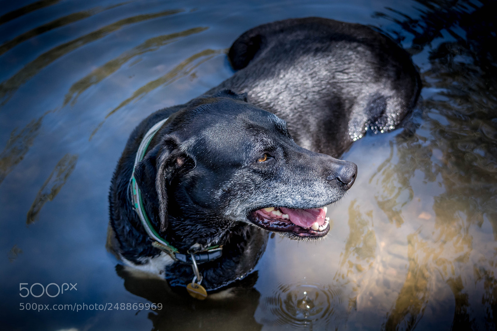 Nikon D5200 sample photo. Lou photography
