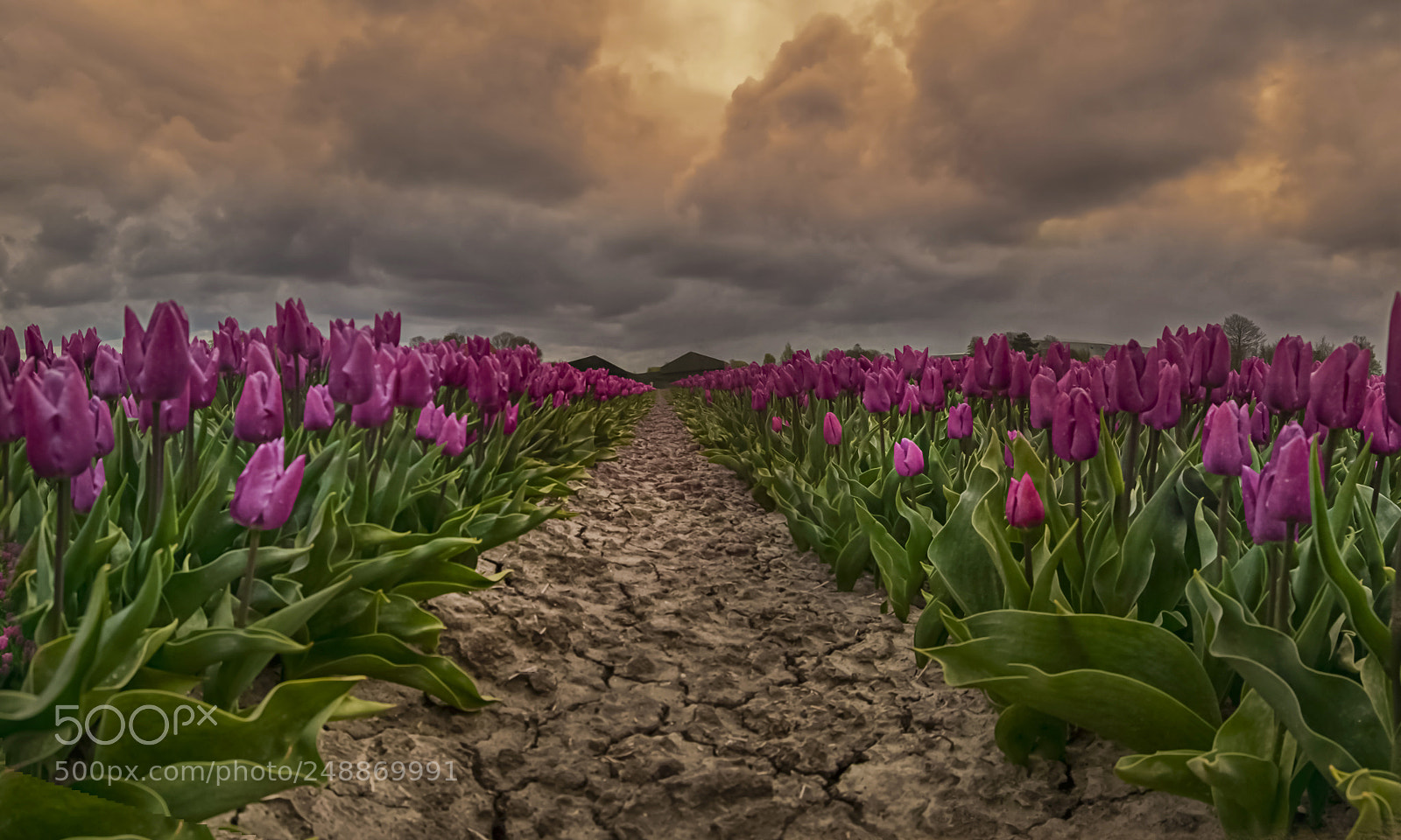 Nikon D5100 sample photo. Tulip fields ! photography