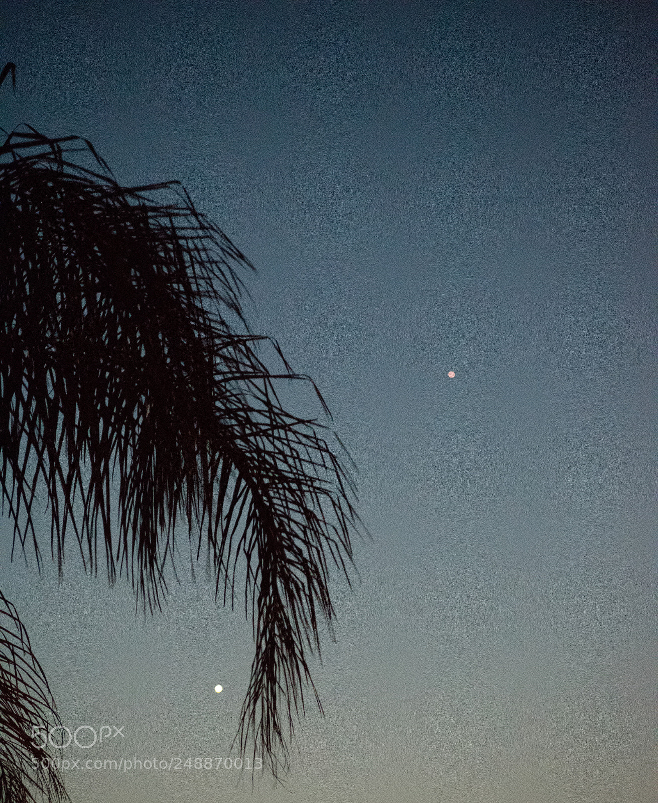 Nikon D5500 sample photo. Starry palm at dusk photography
