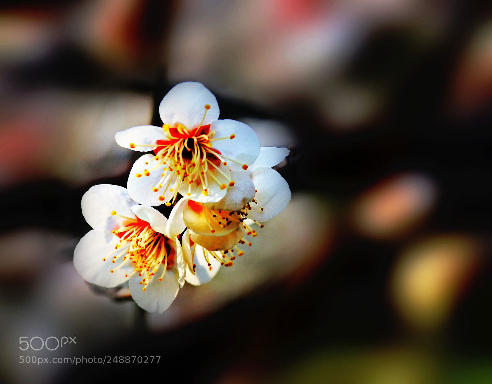 Canon EOS 80D sample photo. Untitled photography