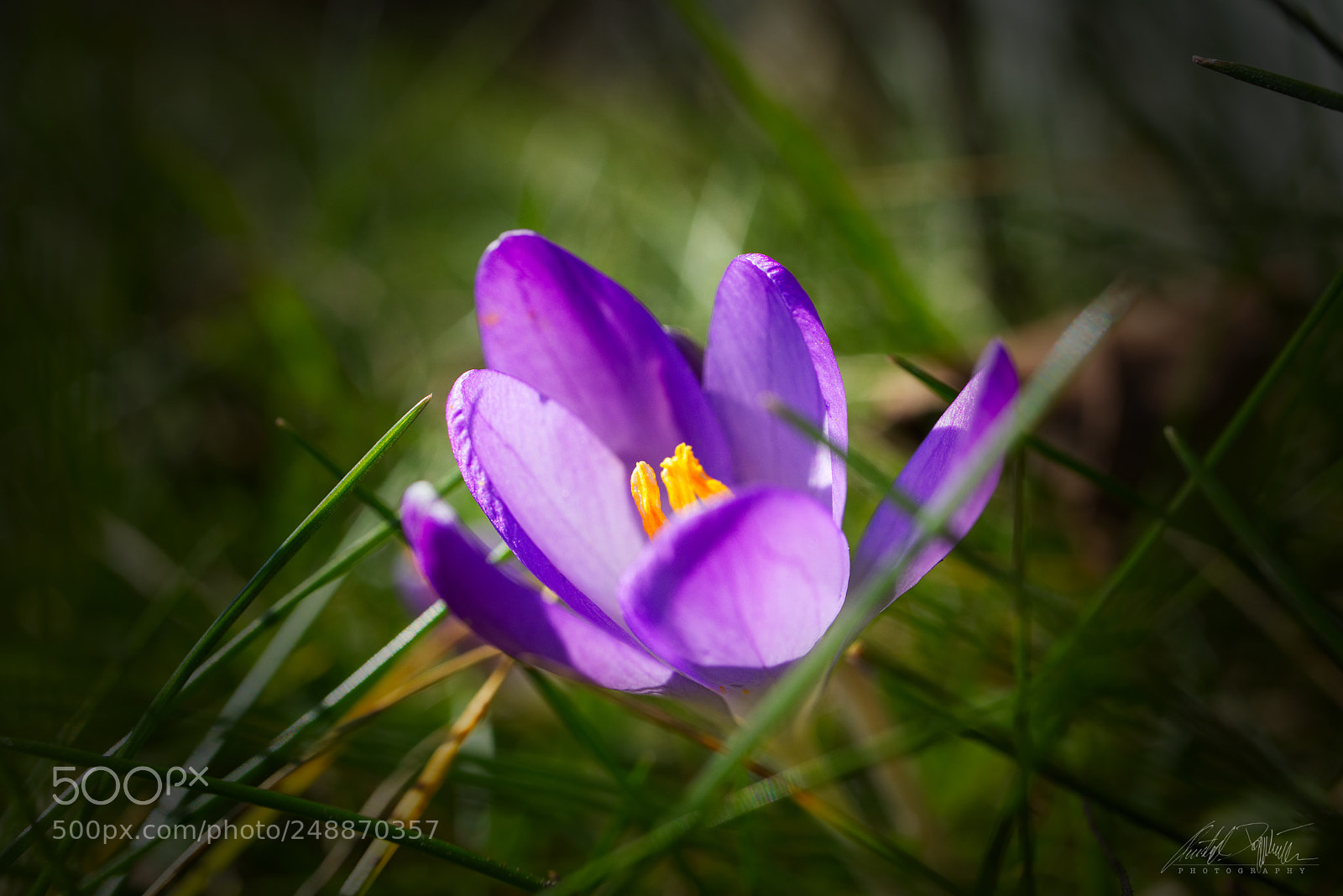 Canon EOS M6 sample photo. Krokus photography