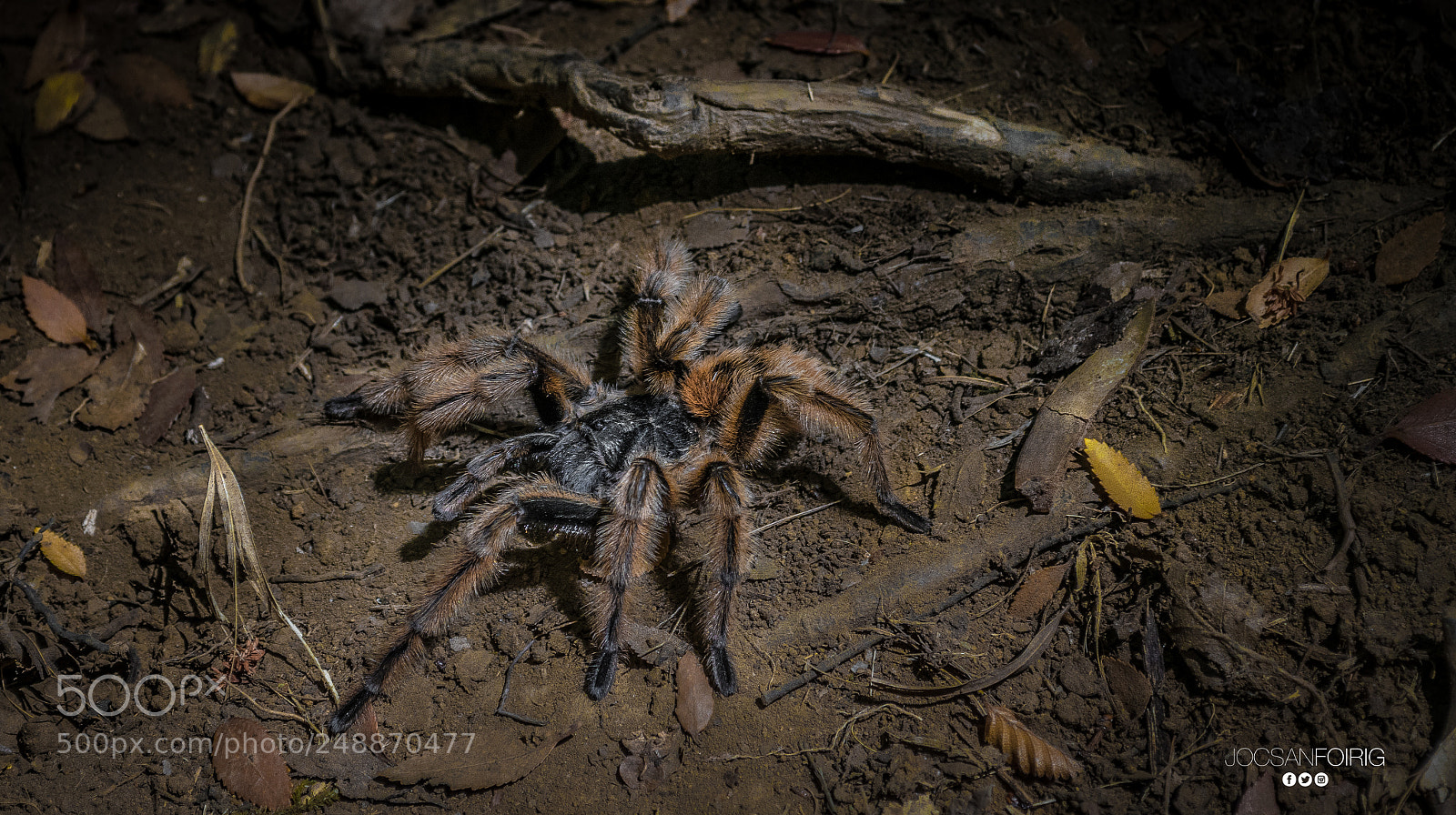 Nikon D5300 sample photo. Tarantula photography