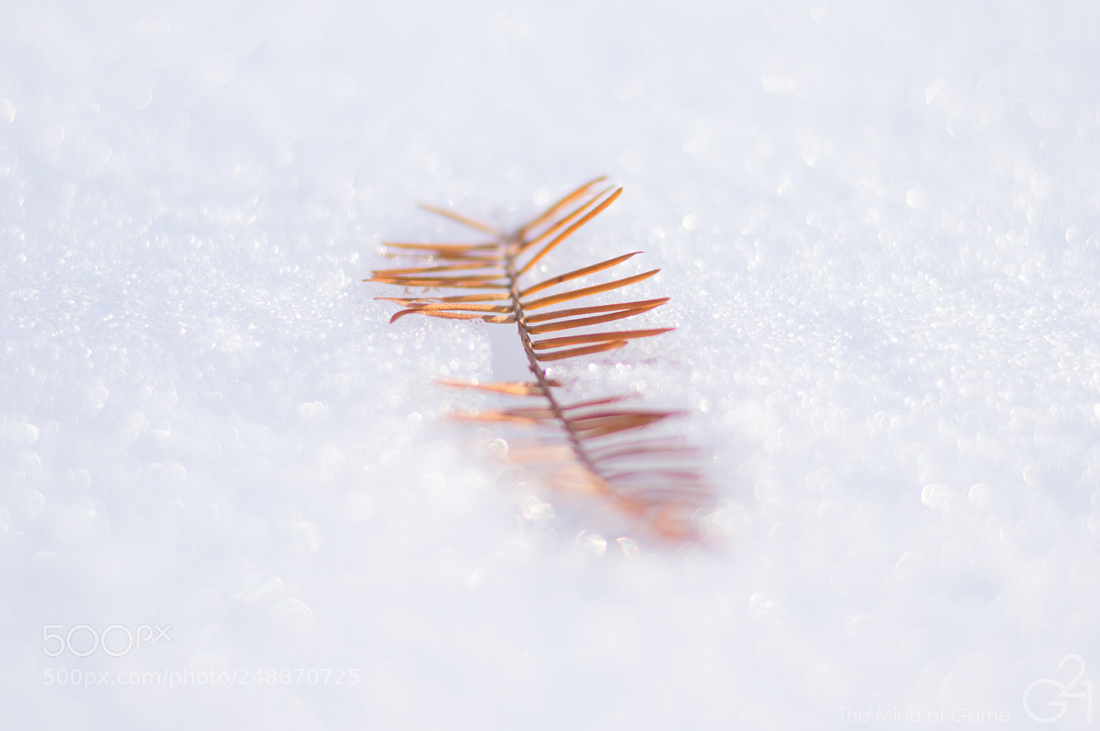 Nikon D3400 sample photo. Leaf in the snow photography